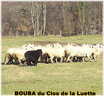 le bouvier des flandres et les moutons - Elevage du CLOS DE LA LUETTE - COPYRIGHT DEPOSE